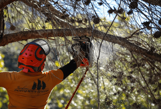 Árboles y trabajos forestales